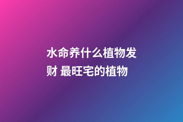 水命养什么植物发财 最旺宅的植物